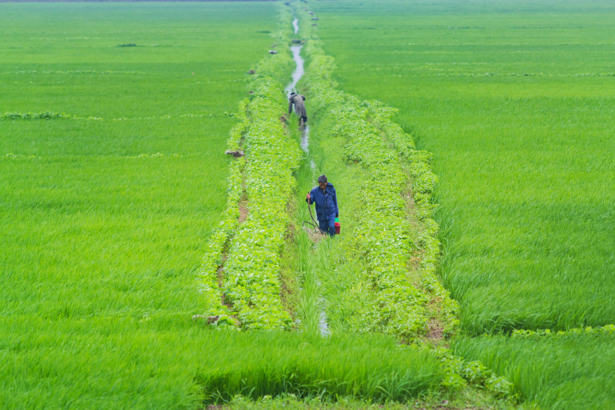 North Korean workers tend to a field.