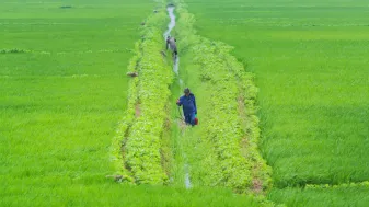DPRK farmer working in a green field.