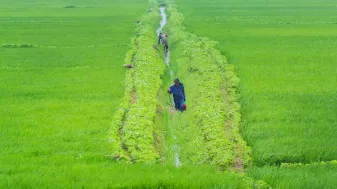 North Korean farmers tend to a field.